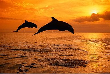 索尼公布2022年8月 日本北美地区PSN下载排名